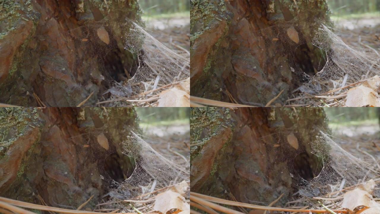 松树底部的风挥舞着大洞的蜘蛛网