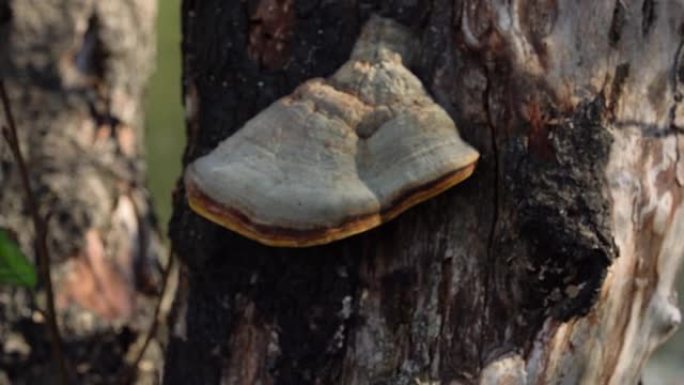 滑块多莉4k拍摄森林中生长的野生蘑菇。
