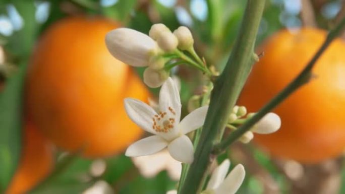 树枝上盛开的白橙香花的特写全景