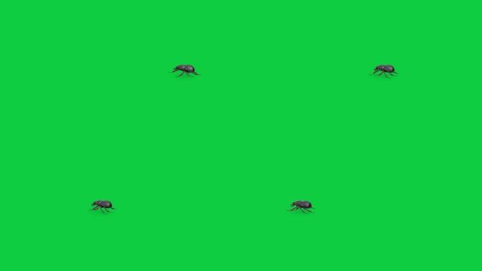 绿屏背景上的侧视粪甲虫动画库存镜头