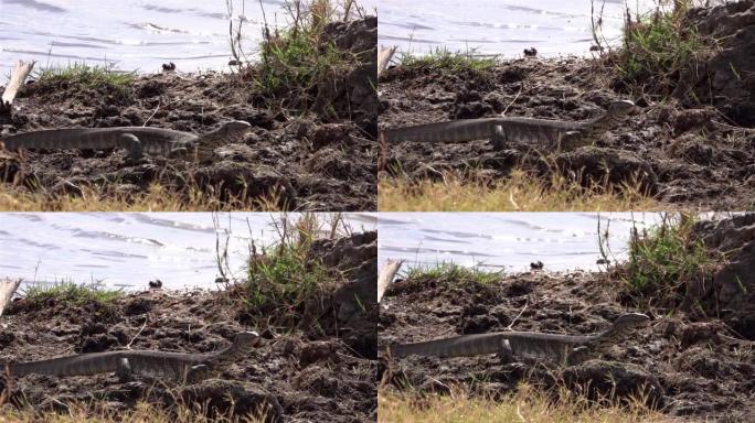 非洲水监测蜥蜴在河附近行走