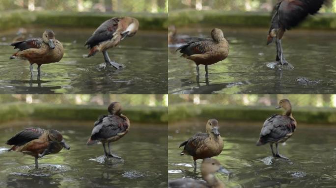 较小的吹口哨的小鸭或筑巢的鸭子正在游泳池中享受清洁羽毛的乐趣。