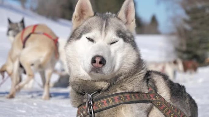 冬天美丽的哈士奇和雪橇犬