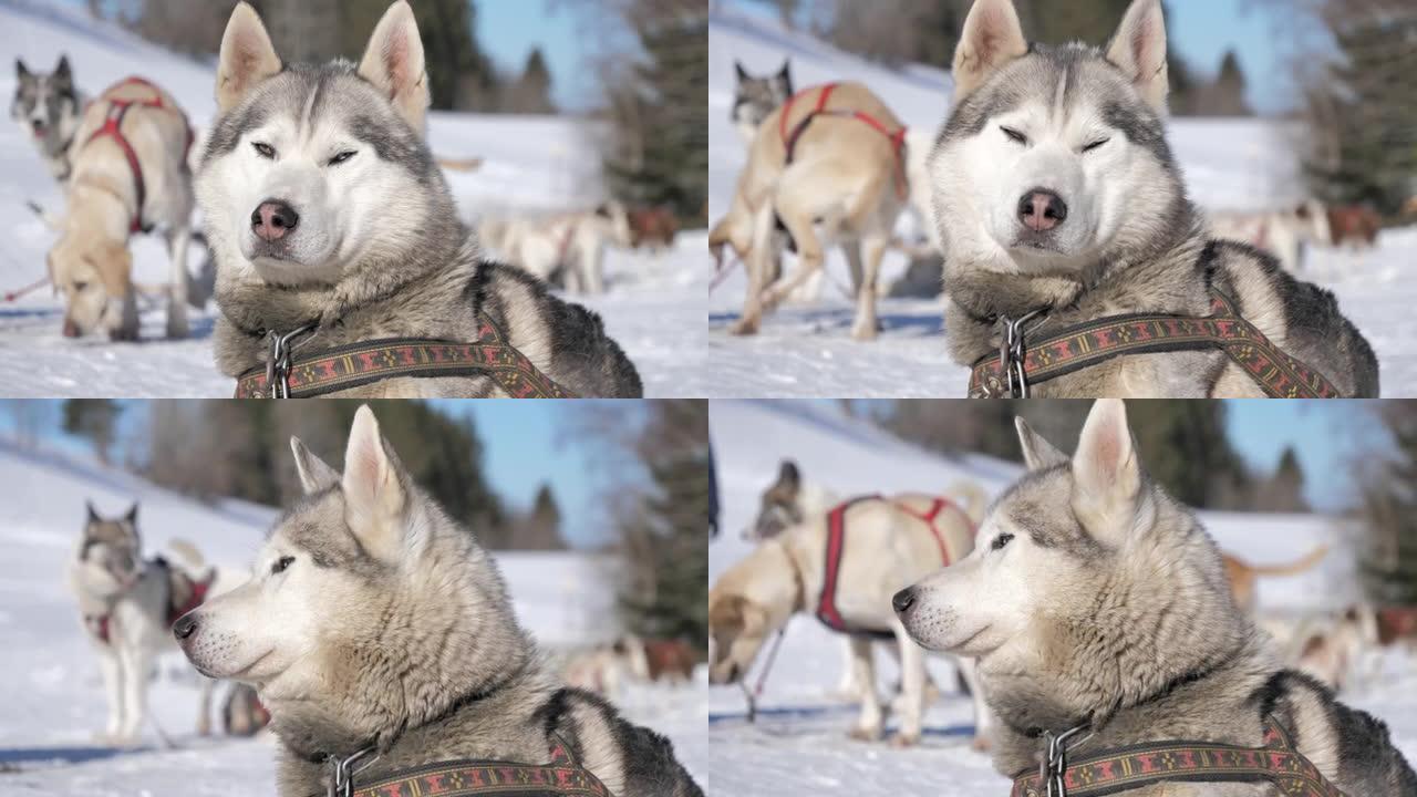 冬天美丽的哈士奇和雪橇犬