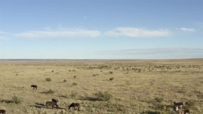 西部景观: 乡村牧场: 野驴