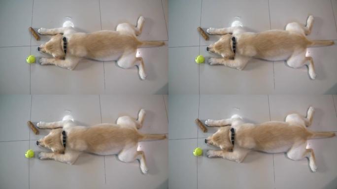 金毛猎犬在室内玩玩具