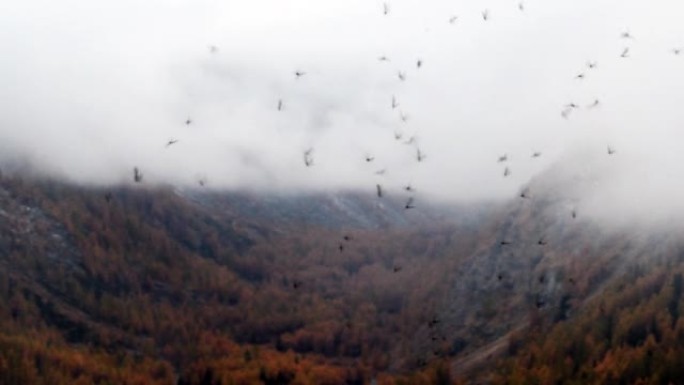 山上飞行中的一群may，昆虫，飞行中的昆虫，山，秋天，山，Valnoney，Cogne，Gran P