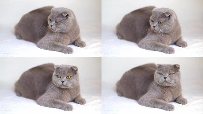 大灰猫躺在灰色背景上