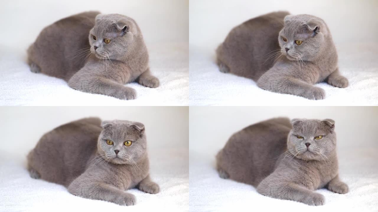 大灰猫躺在灰色背景上