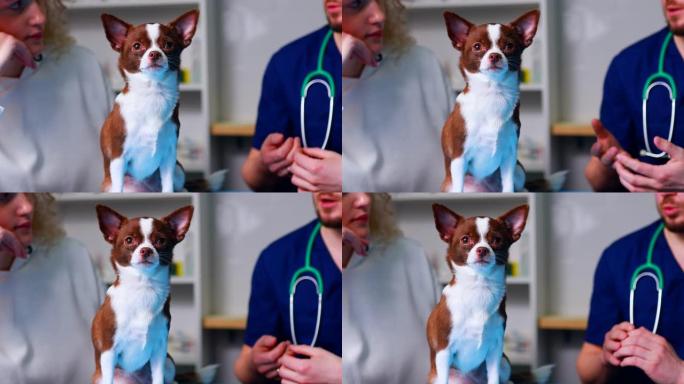 年轻的男兽医带着一只可爱的漂亮的狗，主人穿着阵挛检查一只宠物