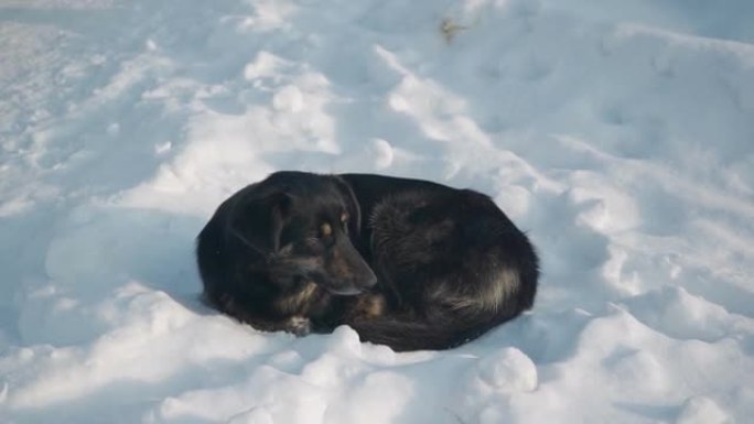 一只耳朵上有标签的流浪狗躺在雪地里