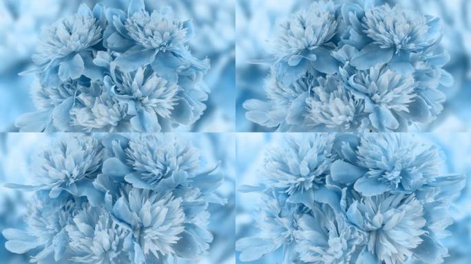 美丽的蓝色牡丹背景。盛开的牡丹花开放，延时，特写。婚礼背景，情人节概念。4K UHD视频延时