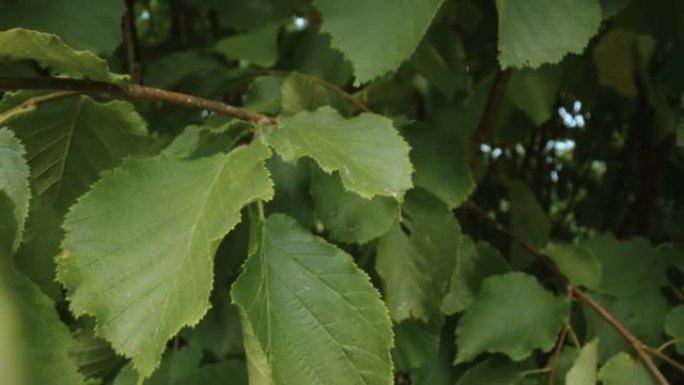 爱沙尼亚常见榛树植物的绿叶