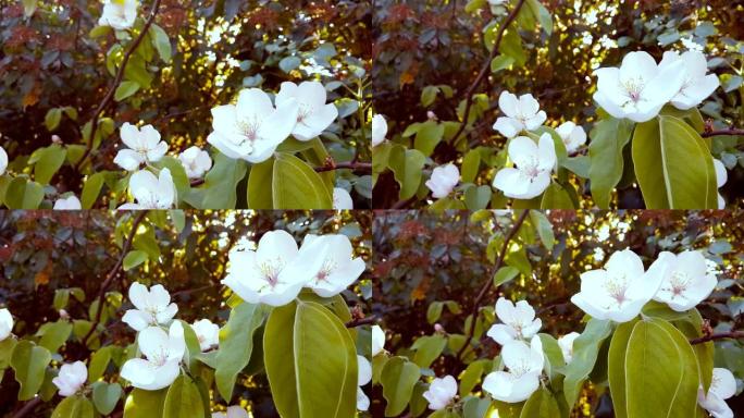春天的树，白花在日常的天空