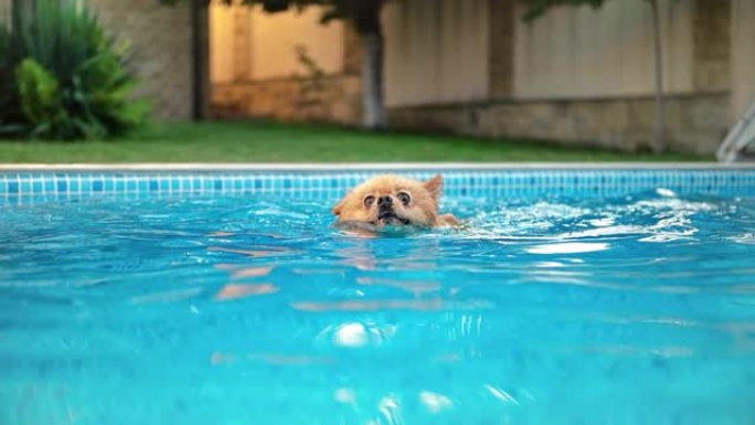 波美拉尼亚斯皮兹狗在游泳池游泳。炎热的天气