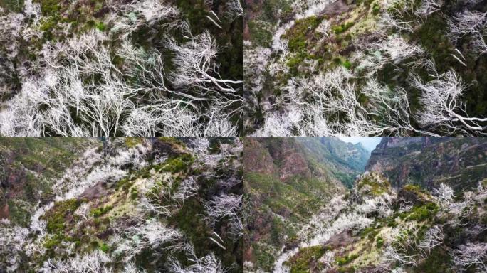 葡萄牙马德拉岛Pico areiro-Pico Ruivo路线上的白色干燥枯树森林和风景如画的山脉景