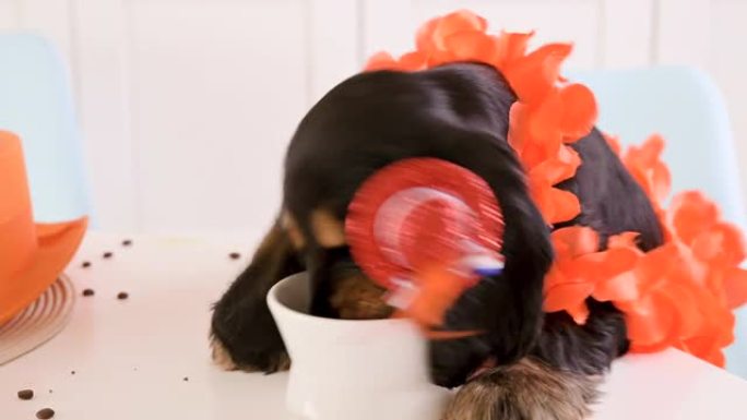 荷兰国王节中有趣的小狗。橙色国王4月的传统荷兰盛宴