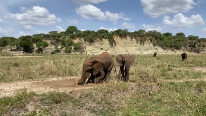 大象跪下，用象牙挖地寻找水。