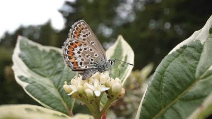 爱沙尼亚花上的灰色蝴蝶