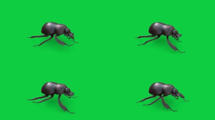 左上视粪甲虫循环动画在绿屏背景股票镜头