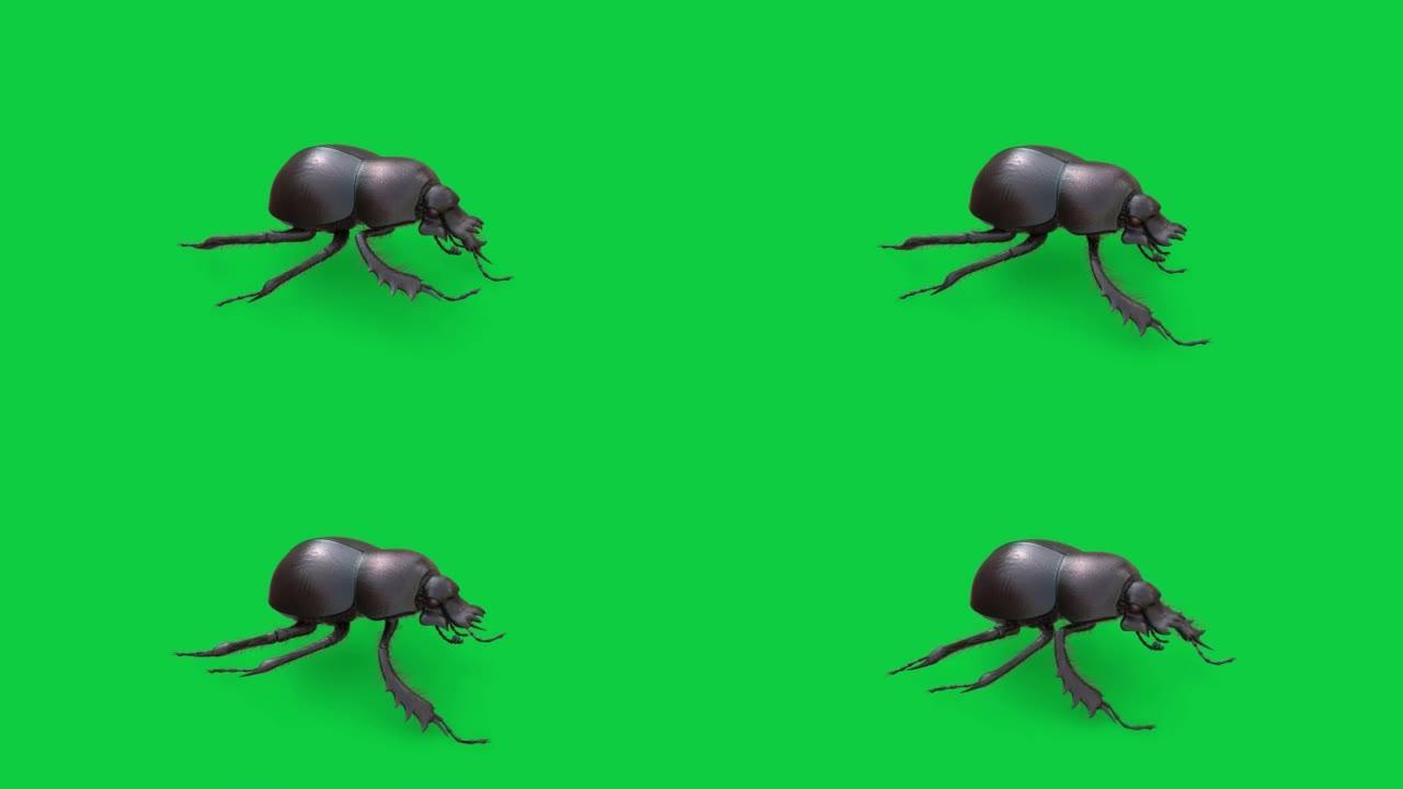 左上视粪甲虫循环动画在绿屏背景股票镜头