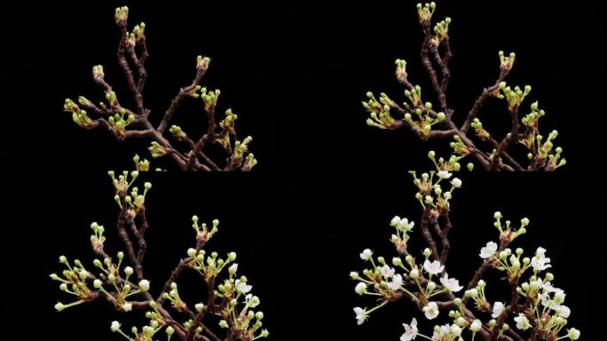 4k延时镜头梨花从芽盛开到全花的枝条上孤立在黑色背景上，许多美丽的白花不断生长，工作室拍摄。