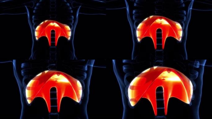 人体呼吸系统膈肌解剖动画概念