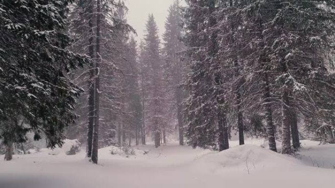 在寒冷的冬日，罗马尼亚松树林上方的Bucegi山脉降雪量很大。
