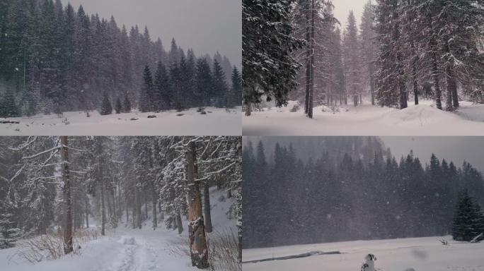 在寒冷的冬日，罗马尼亚松树林上方的Bucegi山脉降雪量很大。