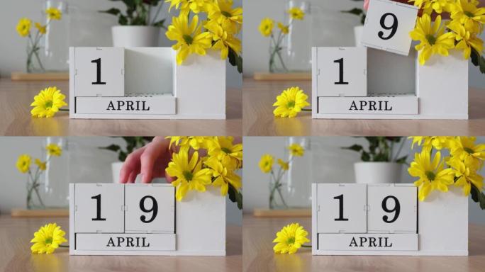 春季月份4月19日。女人的手翻过一个立方历法。黄色花朵旁边的桌子上的白色万年历。在一个月内更改日期。