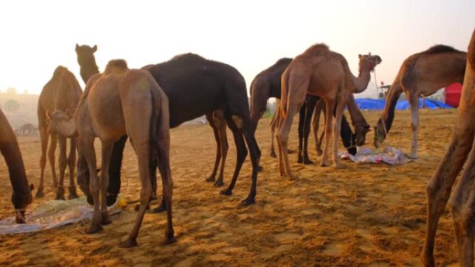 骆驼在普什卡梅拉骆驼集市节在野外吃日出咀嚼。普什卡,拉贾斯坦邦,印度