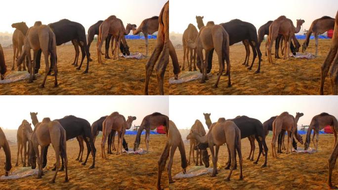骆驼在普什卡梅拉骆驼集市节在野外吃日出咀嚼。普什卡,拉贾斯坦邦,印度