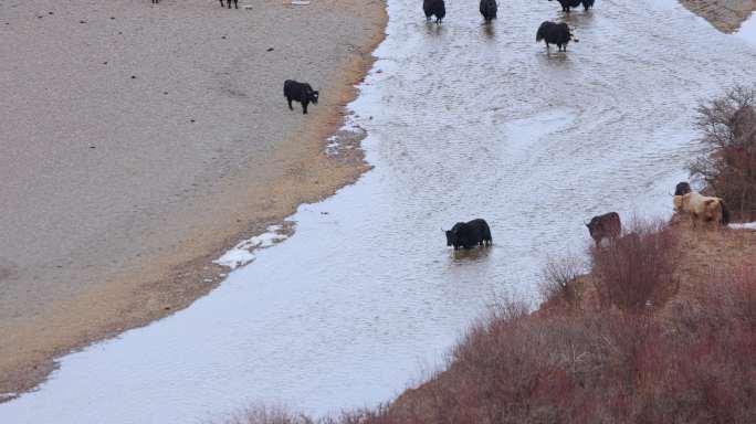 高原牦牛放牧过河8k