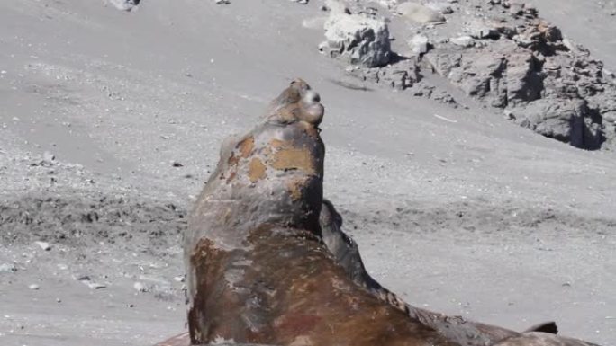 南极洲的象海豹鼻涕