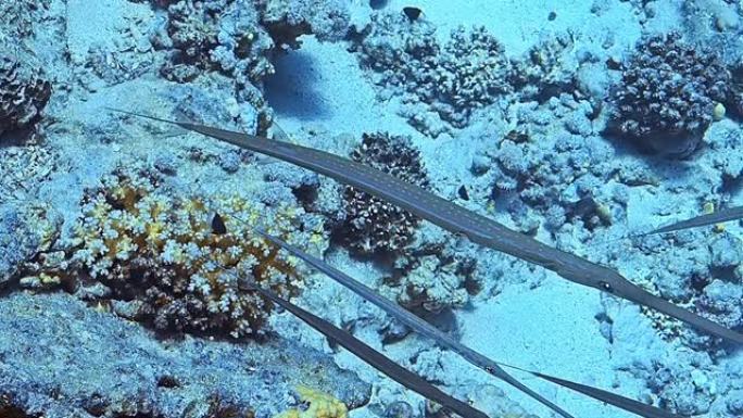 在大洋深处的礁石前特写的一群长笛鱼。