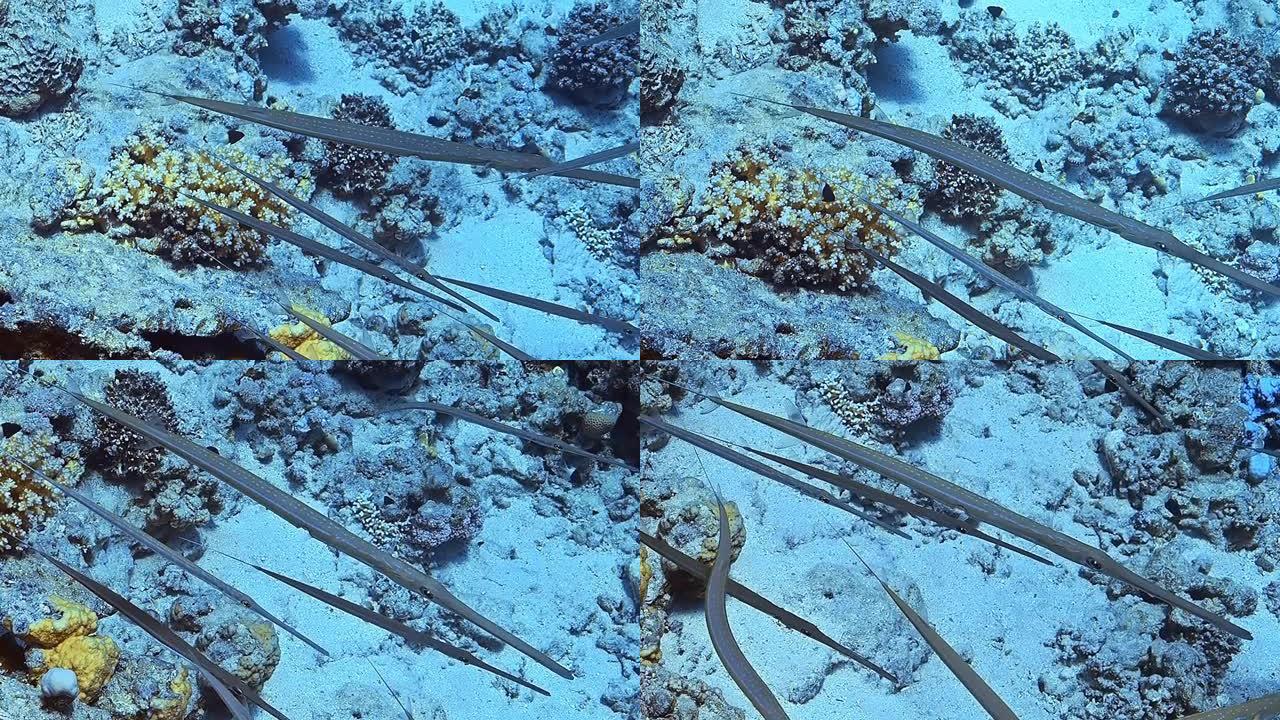 在大洋深处的礁石前特写的一群长笛鱼。
