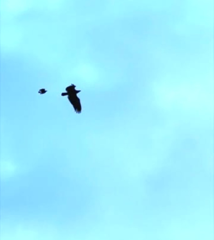 鹰与幼鸟一起飞翔
