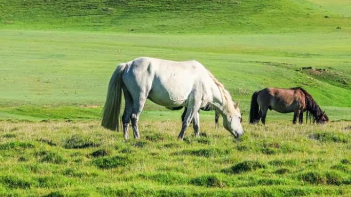 三匹马在草地上吃草