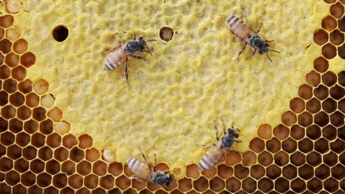 蜂巢上的蜜蜂蜂巢上的蜜蜂