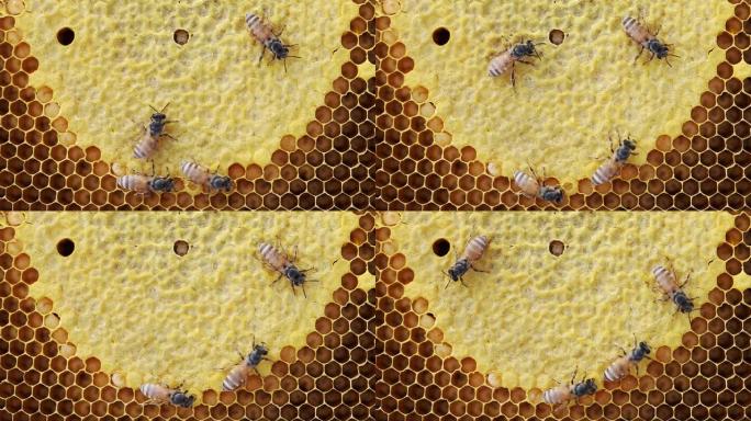 蜂巢上的蜜蜂蜂巢上的蜜蜂
