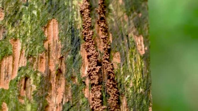 白蚁在野外腐烂的木头上行走。
