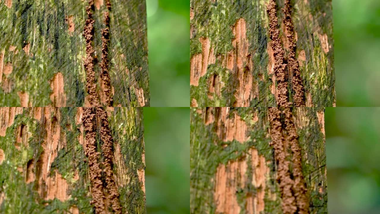 白蚁在野外腐烂的木头上行走。