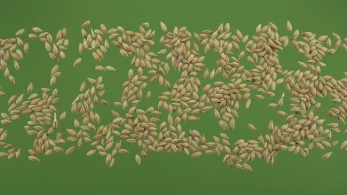绿色屏幕上隔离的大麦谷物条纹。顶视图