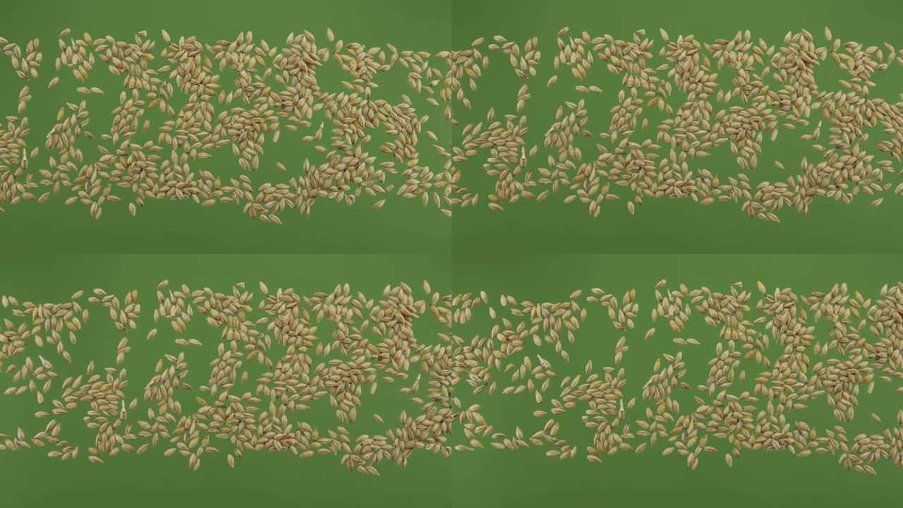 绿色屏幕上隔离的大麦谷物条纹。顶视图