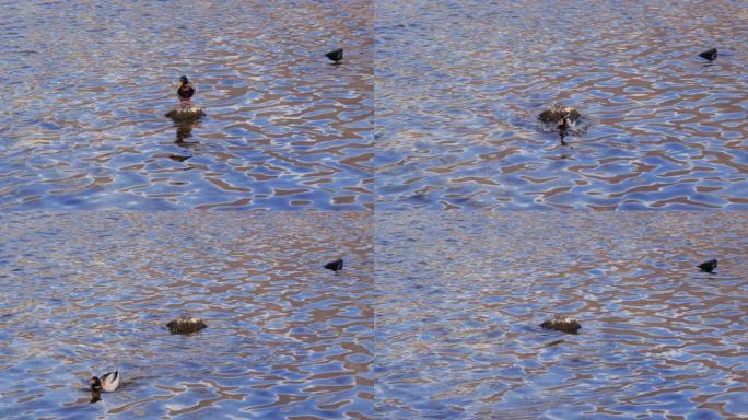 意大利科莫湖的孤独鸭。湖水的壮观效果。人与自然密切接触者。波浪纹理。