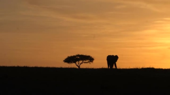 一只公牛象在日落时从相思树上走开。