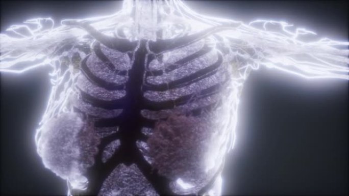 展示骨骼和器官的彩色人体动画