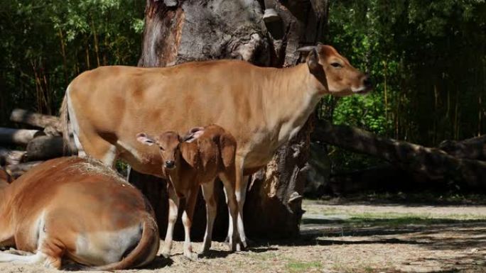 Banteng，Bos javanicus或Red Bull是一种野牛。