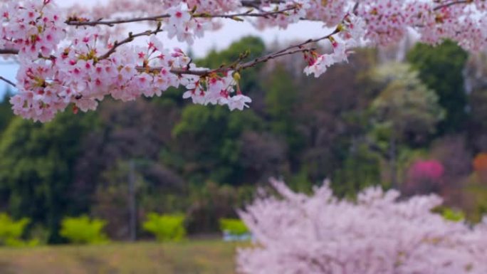 盛开的樱花中山公园武汉大学气候宜人