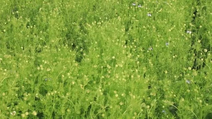 盛开的绿色黑种草在田野中随风摆动。美丽的绿色花朵背景景观